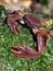 Flattop Crab - Petrolisthes eriomerus