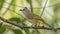 Flavescent Bulbul on Branch