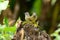 Flavescent bulbul (Pycnonotus flavescens)