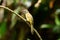 Flavescent bulbul (Pycnonotus flavescens)