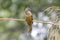 Flavescent Bulbul Pycnonotus flavescens Beautiful Birds of Thailand