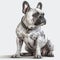 Flawless Charm White French Bulldog Showcased on a Blank Canvas