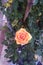 Flawless Orange Rose
