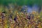 Flax(Alsi) Plants With Bud in Field.