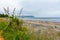 Flax bush in a patch of grass on a deserted beach