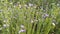 Flax crop plants