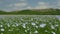 A flax field in bloom