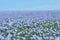 Flax field blooming, flax agricultural cultivation.