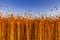 Flax fields in Normandy, France