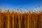 Flax fields in Normandy, France