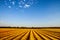 Flax fields in Normandy, France