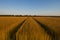 Flax fields in Normandy, France