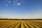 Flax fields in Normandy, France