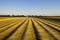 Flax fields in Normandy, France