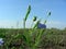 Flax flower at field