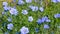 Flax flower on the meadow.