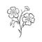 Flax flowers black and white illustration outline. Blooming plant