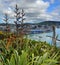 Flax Flowers & Early Pohutukawa in Wellington