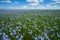 Flax flowers. Flax field, flax blooming, flax agricultural cultivation