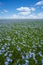 Flax flowers. Flax field, flax blooming, flax agricultural cultivation