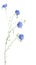 Flax flowers isolated