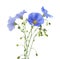 Flax flowers isolated