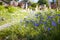 Flax flowers in summer garden