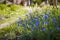 Flax flowers in summer garden