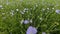 Flax flowers swaying on wind