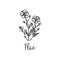 Flax hand drawn outline vector illustration. Vintage floral sketch Botanical handdrawn design Linen flower Medical hebs