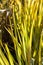 Flax leaves of phormium agavaceae tanax from new zealand