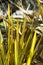 Flax leaves of phormium agavaceae tanax from new zealand