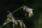 Flax lily flower