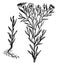 Flax, Linseed, Linaceae, Flowers, pale, petals, food, fiber, crop vintage illustration
