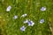 Flax or Linseed (Linum usitatissimum)