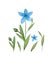 Flax Linum blue flax flower watercolor. Set of individual elements. Isolated, white background. Watercolor vector