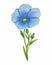 Flax linum flower with leaves hand pencil drawing, sketch, isolated, white background.