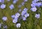 Flax Linum perenne in natural habitat