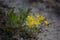 Flax Linum ucranicum yellow color, common flax, linseed