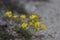 Flax Linum ucranicum yellow color, common flax, linseed