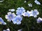 Flax (Linum usitatissimum)