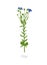 Flax Linum usitatissimum. Agriculture cultivated Linum plant. Green leaves. Flat color Illustration clipart on white background