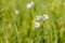 Flax Linum usitatissimum blooming in the field