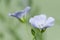 Flax (Linum usitatissimum) flowers