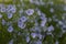 Flax ordinary delicate blue decorative flower blossom close-up background postcard