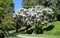 Flax Paperbark tree or Melaleuca linariifolia in Laguna Woods, California.