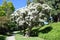 Flax Paperbark tree or Melaleuca linariifolia in Laguna Woods, California.
