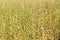 Flax plant, field in summer August.