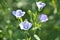 Flax Plant With Thier Flower