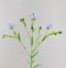 Flax twig with flowers and buds closeup